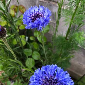 紫好きの画像 by ポコちゃんさん | 青好きと紫好きと可愛いと庭植えと咲いた！