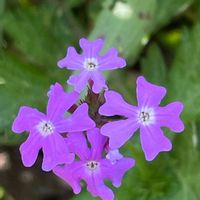 バーベナ,花壇,ガーデニング,山野草,クマツヅラ科の画像