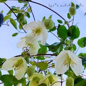 冬咲き クレマチスの投稿画像一覧 Greensnap グリーンスナップ