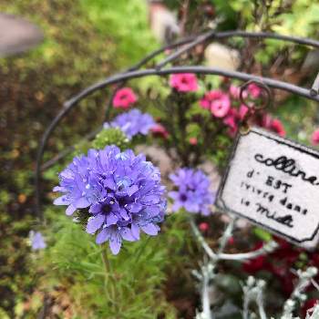 ギリア の投稿画像一覧 Greensnap グリーンスナップ