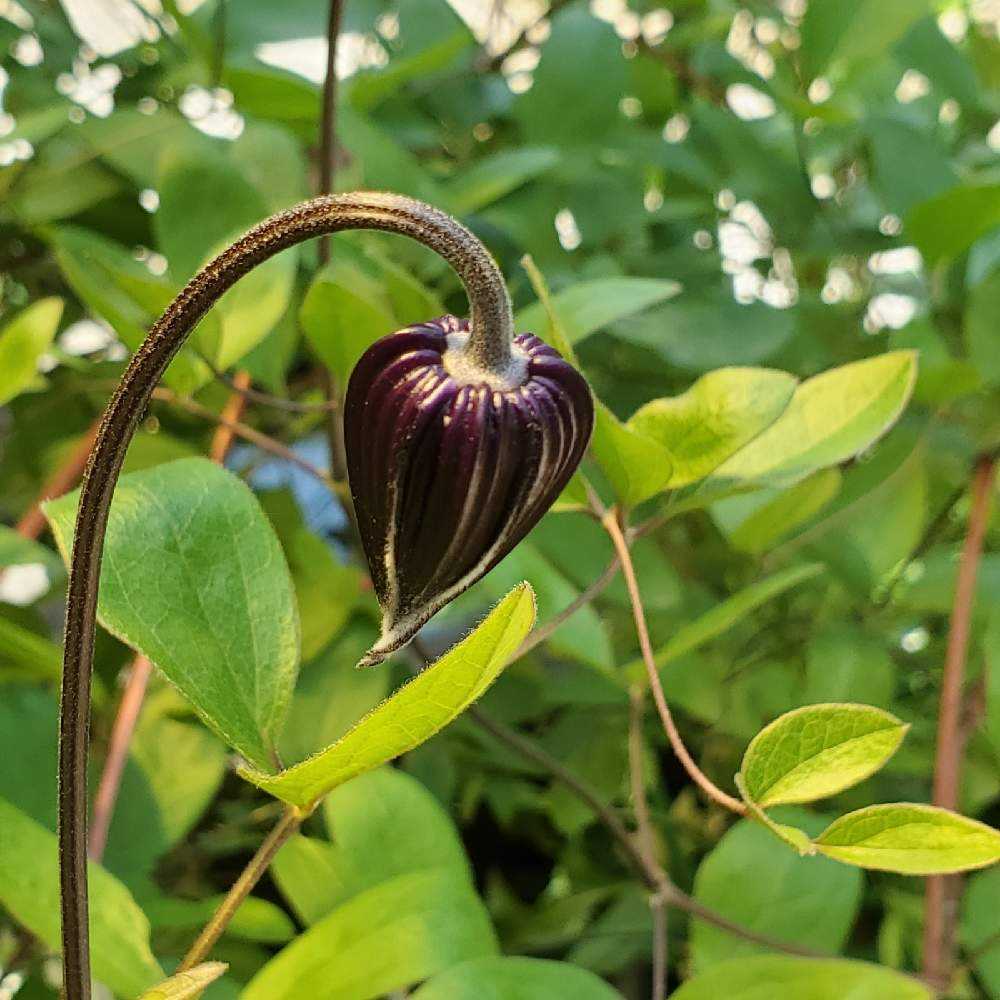 壺型クレマチス｜🍀GreenSnap（グリーンスナップ）