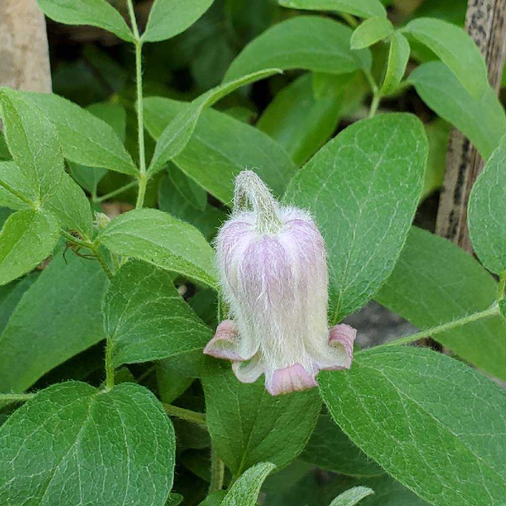 2025年新販売 クレマチス アシェリナ 正規品ラベル付き クレマチス 苗 販売