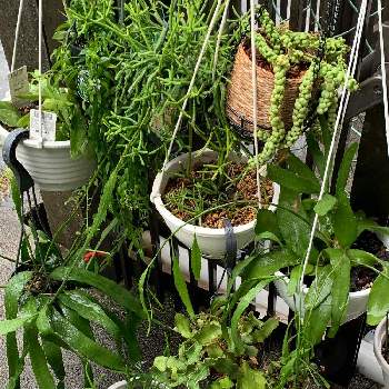 変わった植物の画像 by ロビチビさん | 玄関とドラゴンフルーツとリプサリス ネベスアルモンディーとエスキナンサス・ヤフロレピスとリプサリス ピンクサリーとリプサリス・テレス・ヘテロクラダとディスキディア ドラゴンジェイドとリプサリス　エピフィルムプミラムとサボちゃんと変わった植物と落ち着くね。とヒヤミカチ首里城！と感謝とコロナに負けるな！とBBAに負けるな！とコロナおしりペンペン( ･᷄ὢ･᷅ )と多肉女子と花のある暮らしと葉っぱアートと葉っぱ好きと吊り下げ鉢