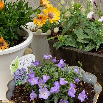 カンパニュラ メリーベル Proven Winners Pw ガーデニング 園芸 花苗 低木 多肉植物 花 植物