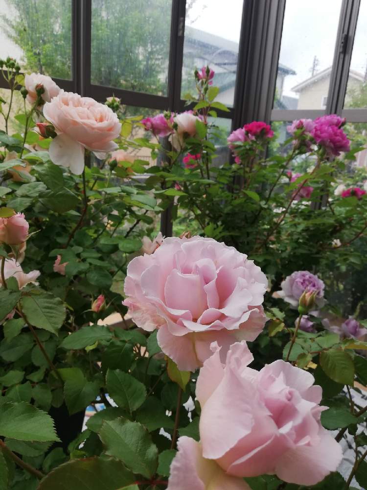 ガーデンルームの投稿画像 By Hinahanaさん バラ 鉢植えと雨宿りとバラが好きと花のある暮らしと薔薇 とばら 薔薇 バラとラマリエと21 Gsでバラ園 21月4月29日 Greensnap グリーンスナップ