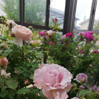 雨宿りの画像 by hinahanaさん | ガーデンルームとバラ 鉢植えと雨宿りとバラが好きと花のある暮らしと薔薇♪とばら 薔薇 バラとラマリエと2021 GSでバラ園