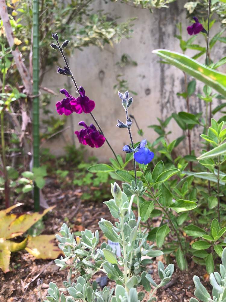 チェリーセージの投稿画像 By もずくさん 小さな庭と青系の花とサルビア セージとおうち園芸とブルーの花と庭の宿根草と青系の花とサルビア セージ とおうち園芸とブルーの花と庭の宿根草 21月4月29日 Greensnap グリーンスナップ Greensnap グリーン