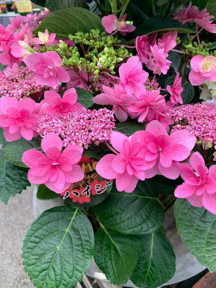 2021.3~ 🌸紫陽花・山紫陽花 🌸|🍀GreenSnap(グリーンスナップ) 2021.3~ 🌸紫陽花・山紫陽花 🌸|🍀GreenSnap(グリーンスナップ)