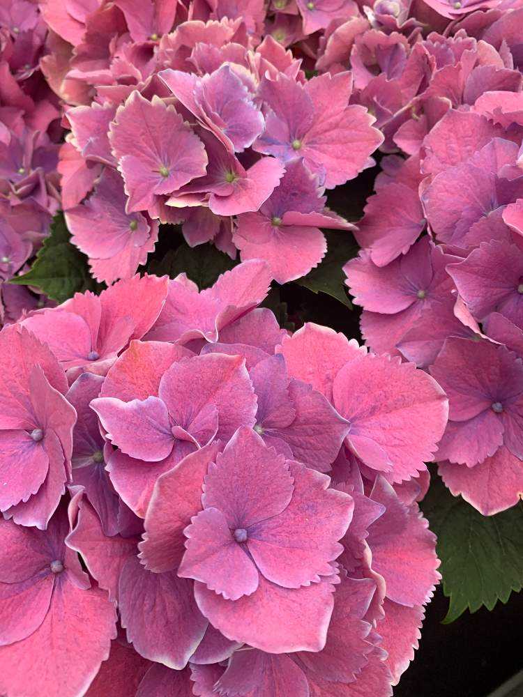 2021.3~ 🌸紫陽花・山紫陽花 🌸|🍀GreenSnap(グリーンスナップ) 2021.3~ 🌸紫陽花・山紫陽花 🌸|🍀GreenSnap(グリーンスナップ)