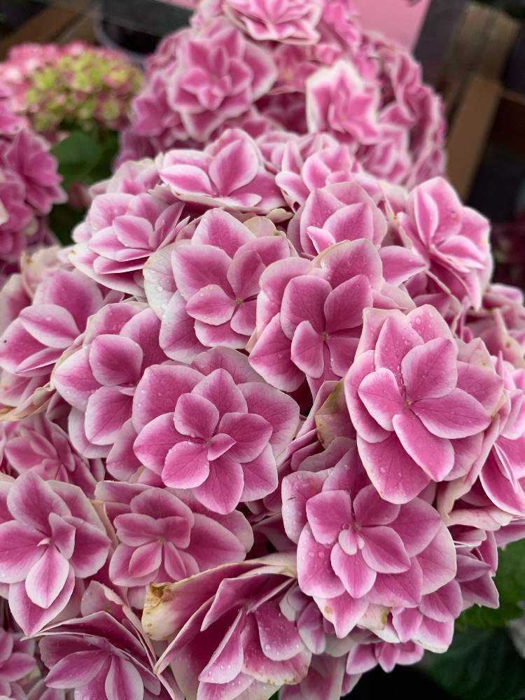 2021.3~ 🌸紫陽花・山紫陽花 🌸|🍀GreenSnap(グリーンスナップ) 2021.3~ 🌸紫陽花・山紫陽花 🌸|🍀GreenSnap(グリーンスナップ)