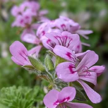 ピンクの小花の投稿画像一覧 Greensnap グリーンスナップ