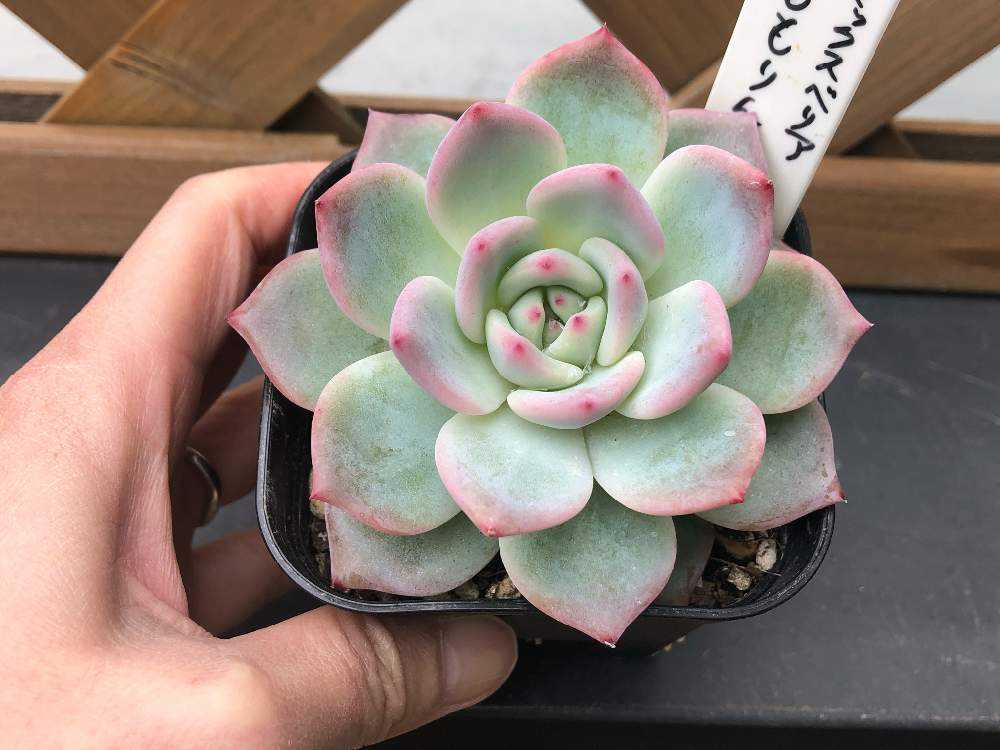 Sale‼︎】多肉植物 多肉アン リラシナ×ラコロ♡ 葉挿し発芽済み❣️