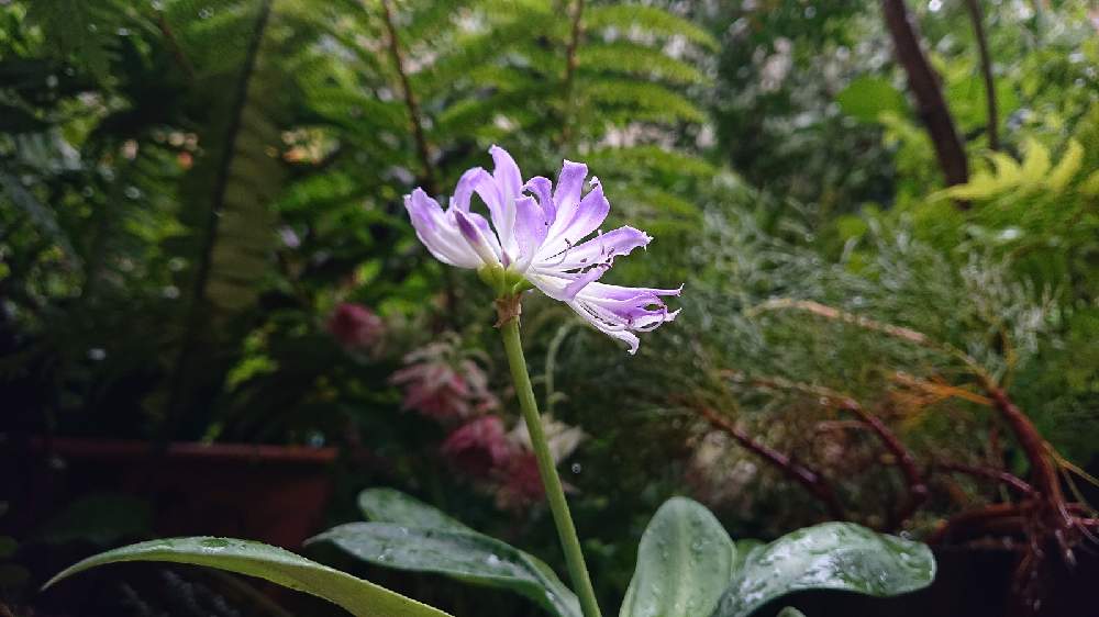 グリフィニア エスピリテンシスの投稿画像 By Botanicallifeさん ミニブルーアマリリスと球根植物とエクゾティックプランツとプラントハント収穫記録21botaとバルコニー ベランダと球根植物とエクゾティックプランツとプラントハント収穫記録21bota 21月4月29日