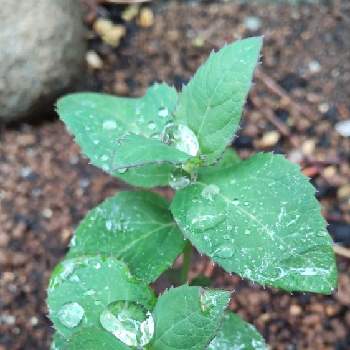 挿し木の投稿画像一覧 Greensnap グリーンスナップ