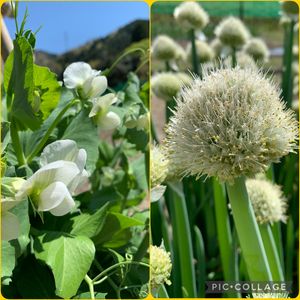 白い花,春野菜,小さい花,畑の野菜,おうち園芸の画像