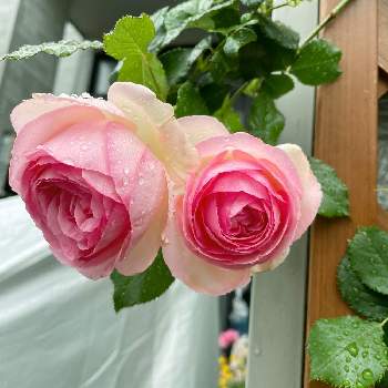 バラ壁面の画像 by ＊mimi＊さん | 小さな庭とピエール  ドゥ  ロンサールとばら バラ 薔薇とバラ壁面とバラ・ピエールドゥロンサールとガーデニングと花のある暮らしとバラ・ミニバラ