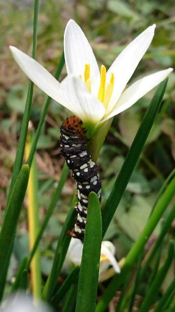 閲覧注意 ケムシ イモムシ Greensnap グリーンスナップ