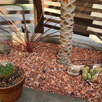 カッコイイお庭に憧れての投稿画像一覧 Greensnap グリーンスナップ