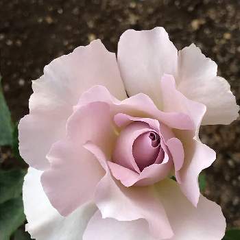 バラの小道の画像 by pipiさん | 窓辺とニューウェブとバラの小道とパープルとパープルのバラとおうち園芸と紫のバラと植中毒と今日のお花と香りの良いバラと我家の花達