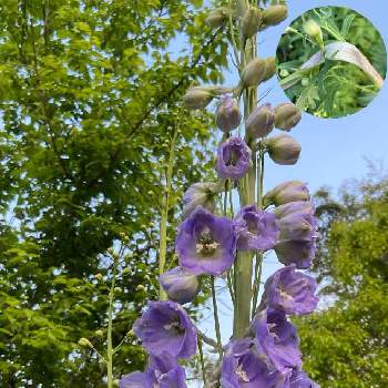 春花壇の投稿画像一覧 Greensnap グリーンスナップ