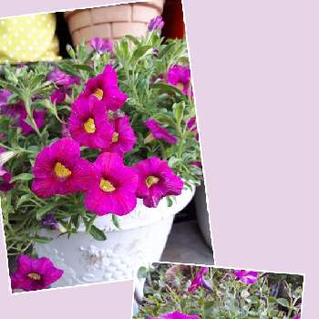 冬越しの花の画像 by カヨさん | 小さな庭とカリブラコアとペチュニアと可愛いと綺麗と花は咲くとおうち園芸と冬越しの花
