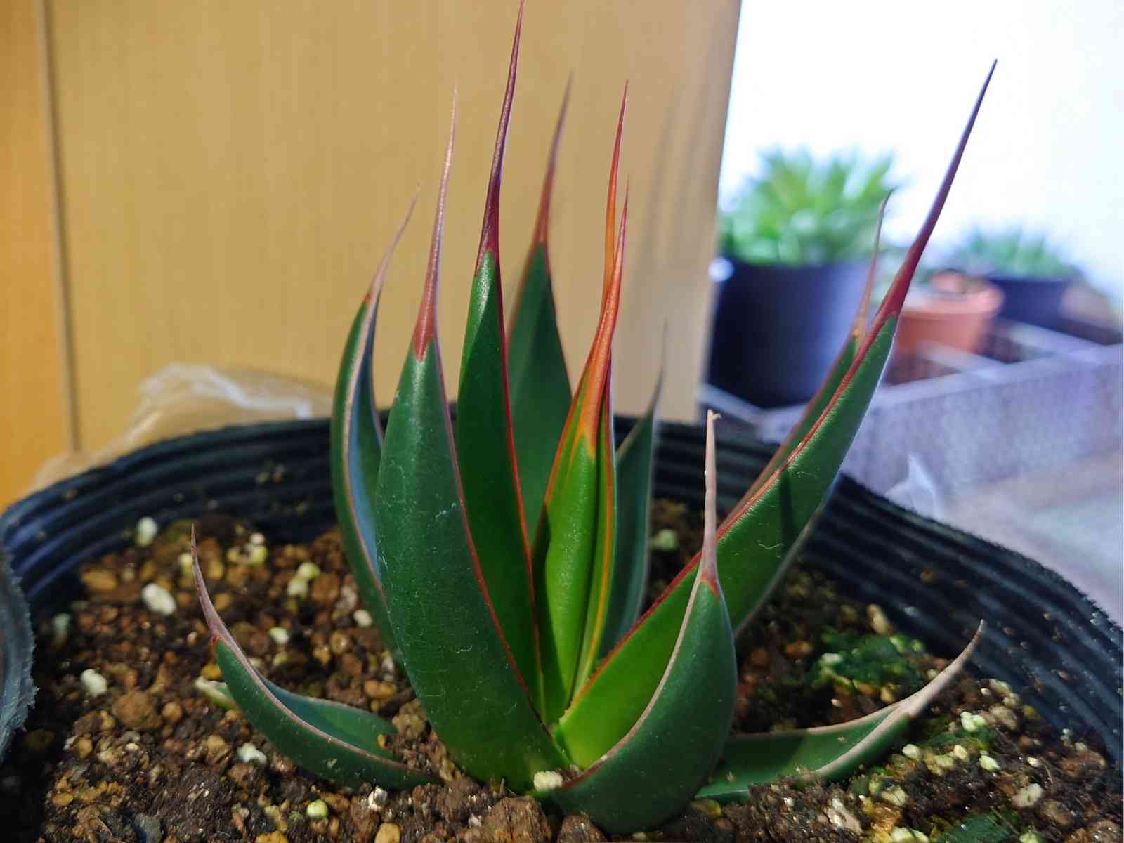 アガベ ペローナの一覧｜🍀GreenSnap（グリーンスナップ）