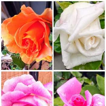 バラ・ブラスバンドの画像 by kazuさん | 小さな庭とばら バラ 薔薇とバラ　マッカートニーローズとオールドローズ♡パヴィヨン・ドゥ・プレイニーとおうち園芸とバラ.メイスポーラ♡と花のある暮らしとバラ・ブラスバンド