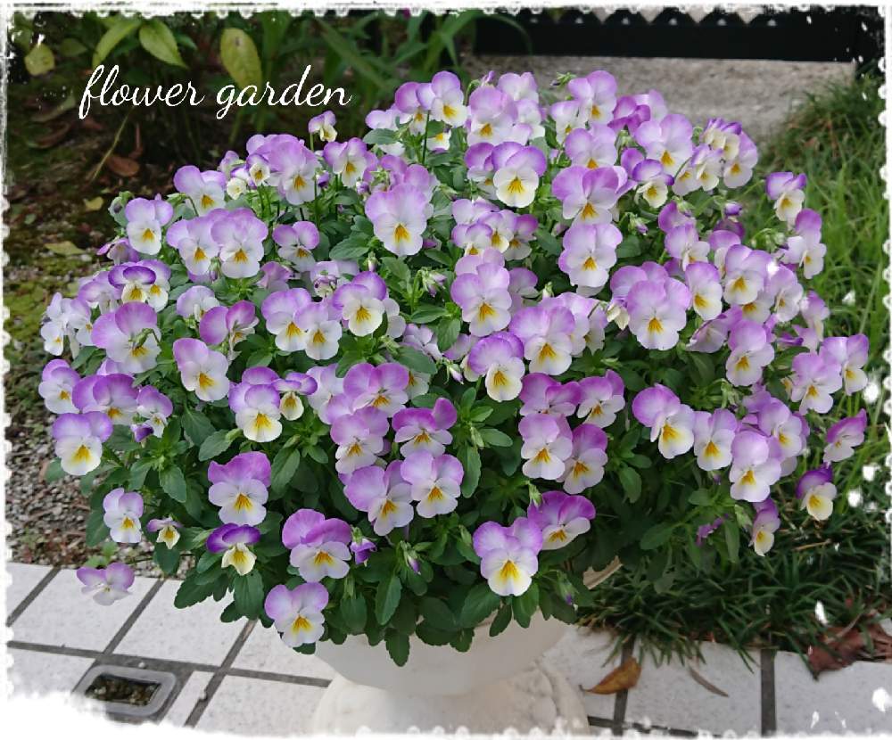 ビオラ プレミアムビオラ ディージェイの投稿画像 By ともさん 花のある暮らしと今日のビオラとおうち園芸 21月4月29日 Greensnap グリーンスナップ