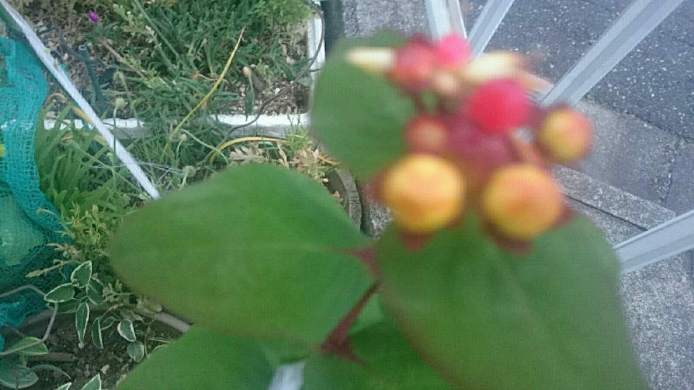 赤色の実ヒペリカムという植物が出来るまでの育つ過程記録 Greensnap グリーンスナップ