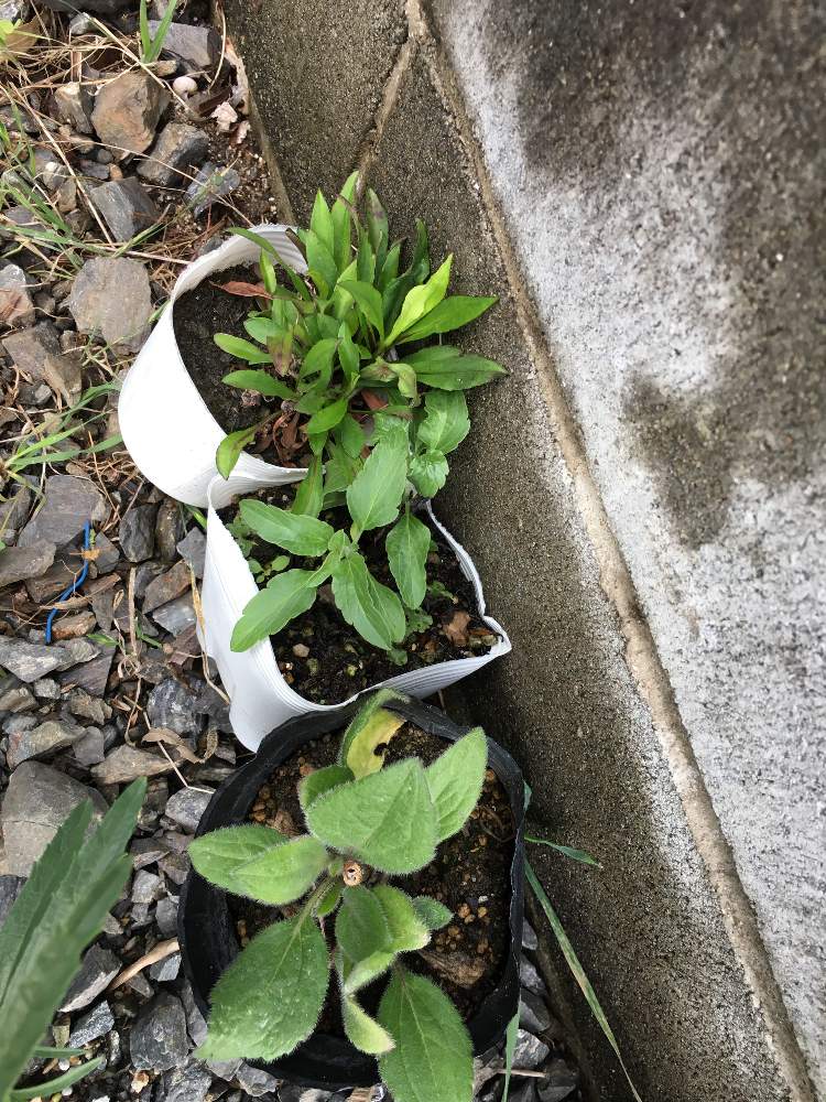 さくたいさんの投稿画像 21月4月29日 Greensnap グリーンスナップ さくたいさんの投稿画像 21月4月29日 Greensnap グリーンスナップ