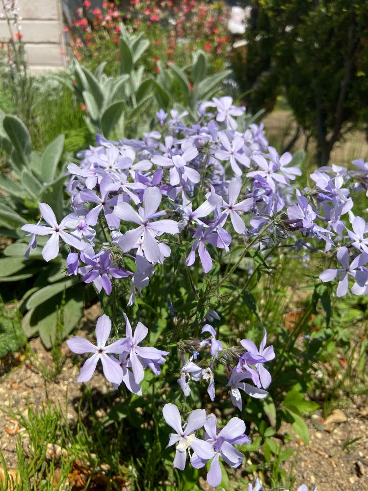 ラムズイヤーの投稿画像 By Na さん フロックス ディバリカータ ブルーパヒュームと地植えとバラのある暮らしとガーデニング初心者と宿根草ガーデン 21月4月29日 Greensnap グリーンスナップ