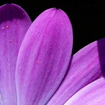 リユニオンの画像 by ❦THE HERMIT❦さん | オステオぺルマムと内緒のpicと光輝く花と刹那さとホワイトと薄桃色と紫の原理とおうち園芸とリユニオンとピンクと優しい薄桃色と本来の色と秘密のpicと大好きな花と隠遁者とヒカリ