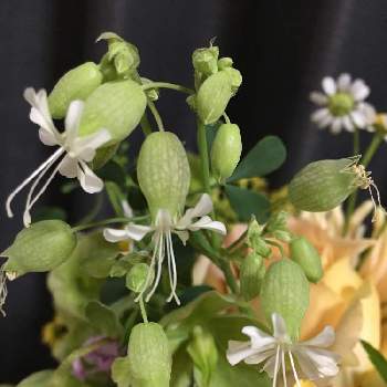 グリーンベルの投稿画像一覧 Greensnap グリーンスナップ