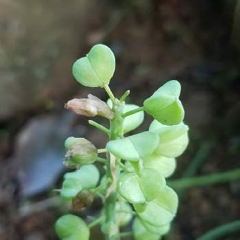 ムスカリの種 鞘 の投稿画像一覧 Greensnap グリーンスナップ