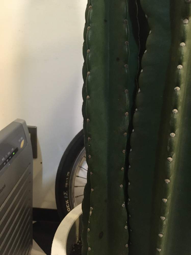 相談の投稿画像 By Yukiさん 黒い斑点と鬼面角と窓辺と相談と黒い斑点 21月4月29日 Greensnap グリーンスナップ Greensnap グリーンスナップ