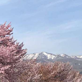 川沿いの桜並木の画像 by さっちさん | お出かけ先と花のある暮らしと川沿いの桜並木と札幌
