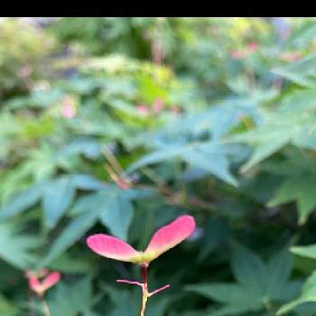 もみじの種 の投稿画像一覧 Greensnap グリーンスナップ もみじの種 の投稿画像一覧 Greensnap グリーンスナップ