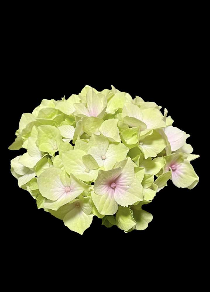 アジサイ コットンキャンディーの投稿画像 By あじさいさん 部屋とグリーンからピンクにとアジサイ好きと小さな苗と紫陽花コットンキャンディー と21年と紫陽花 アジサイ あじさいと鉢植えと成長記録と可愛いとグリーンからピンクにとアジサイ好きと小さな苗と紫陽花