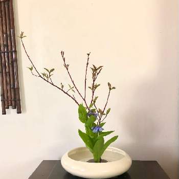 virginia blue bell(バージニアブルーベル)の画像 by sasukemama(Tomoko Henty）さん | 和室とフレッシュフラワーアレンジメントと生け花のある暮らしと花木と緑のある暮らしと花のある暮らしとアメリカ在住とサンゴミズキ✨とアレンジメントと生け花とvirginia blue bell(バージニアブルーベル)