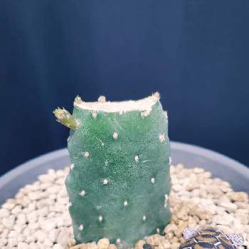 バンザイサボテンの投稿画像一覧 Greensnap グリーンスナップ