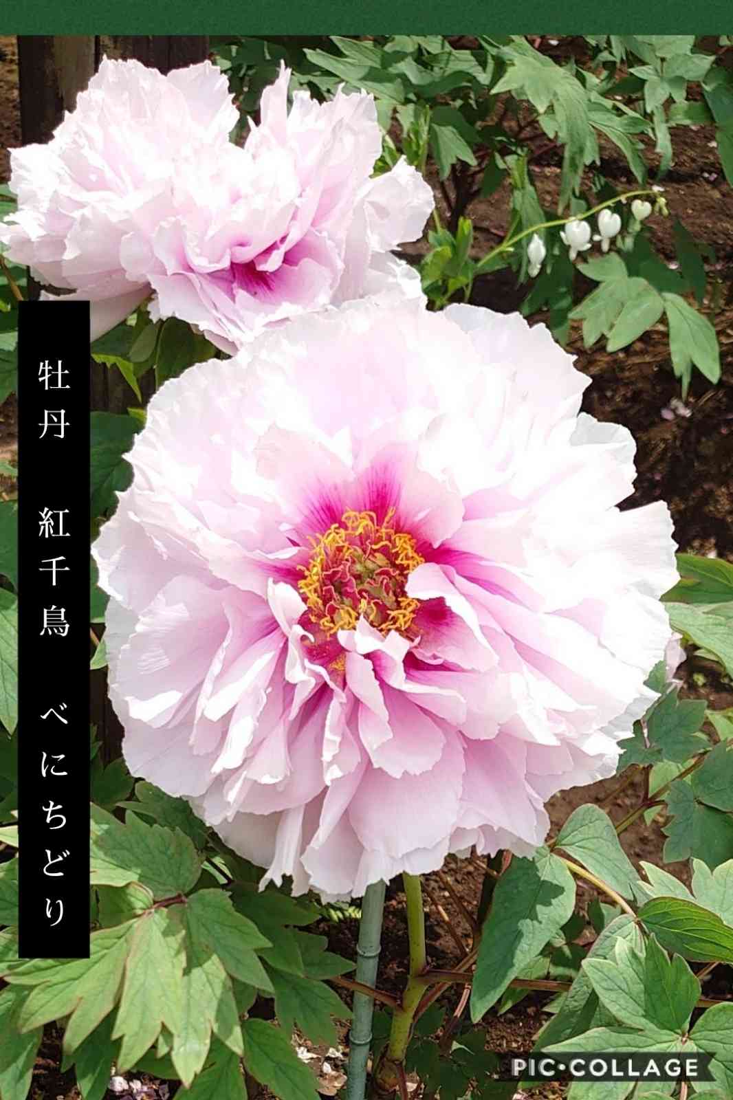 大鉢　化粧鉢　牡丹　芍薬　ぼたん　しゃくやく　直径約34センチ　約2センチ欠け有 楽天市場】牡丹 芍薬 苗の通販