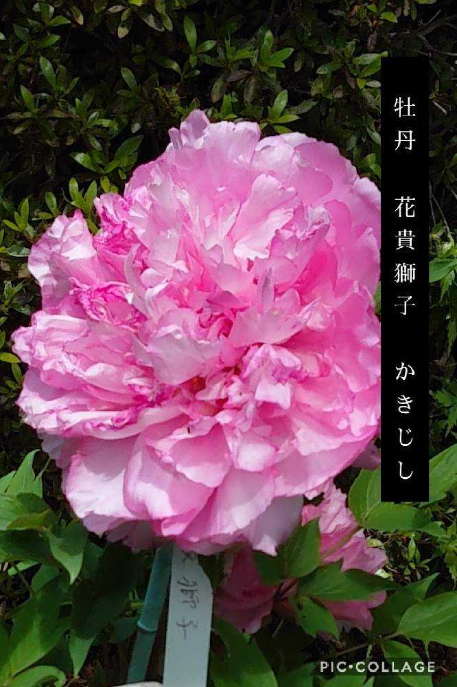 牡丹様♡