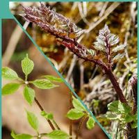 コシアブラの育て方 苗の植え付けや種まきの時期は 栽培はむずかしい Greensnap グリーンスナップ コシアブラの育て方 苗の植え付けや種まきの時期は 栽培はむずかしい Greensnap グリーンスナップ