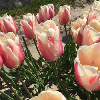 白とピンク色の花の画像 by かじゅさん | 白とピンク色の花と♡可愛い♡といい天気と癒しと チューリップとチューリップフェスティバルとお出掛け先とチューリップ・DH(ダーウィン・ハイブリッド)系と花のある暮らしとお花好き
