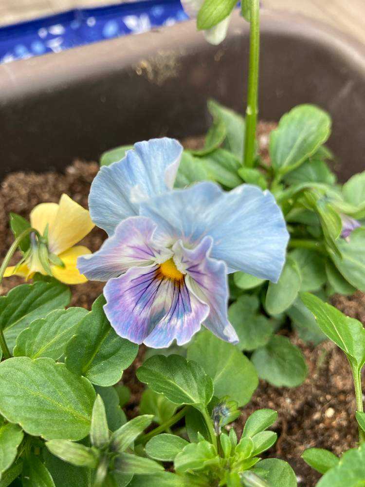 虹色スミレスイートラブとシエルブリエの寄植え｜🍀GreenSnap