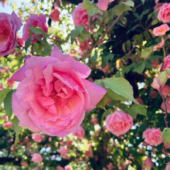 ロマンティックの投稿画像一覧 Greensnap グリーンスナップ