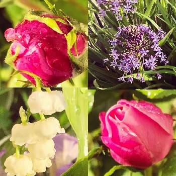 シラーベルビアナ　オオツルボの画像 by みたさん | スズランと名前不明とラレーヌ ビクトリアとシラーベルビアナ　オオツルボと毎年咲く花とばら バラ 薔薇とピンクの花と紫色の花と小さな花壇とおうち園芸とつぼみといい香り