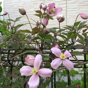 クレマチス・モンタナ　ルーベンス,小さな花,ピンクの花,モンタナクレマチス,かわいい花の画像