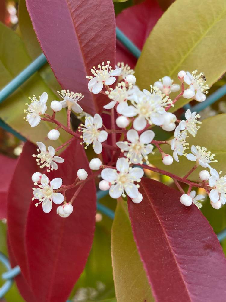 レッドロビンの投稿画像 By Kasugiさん 白い花 21月4月30日 Greensnap グリーンスナップ