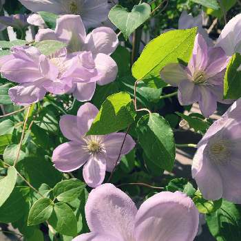 クレマチス白馬の投稿画像一覧 Greensnap グリーンスナップ